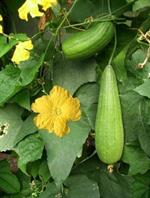 لیف/لُوفا - Luffa cylindrica